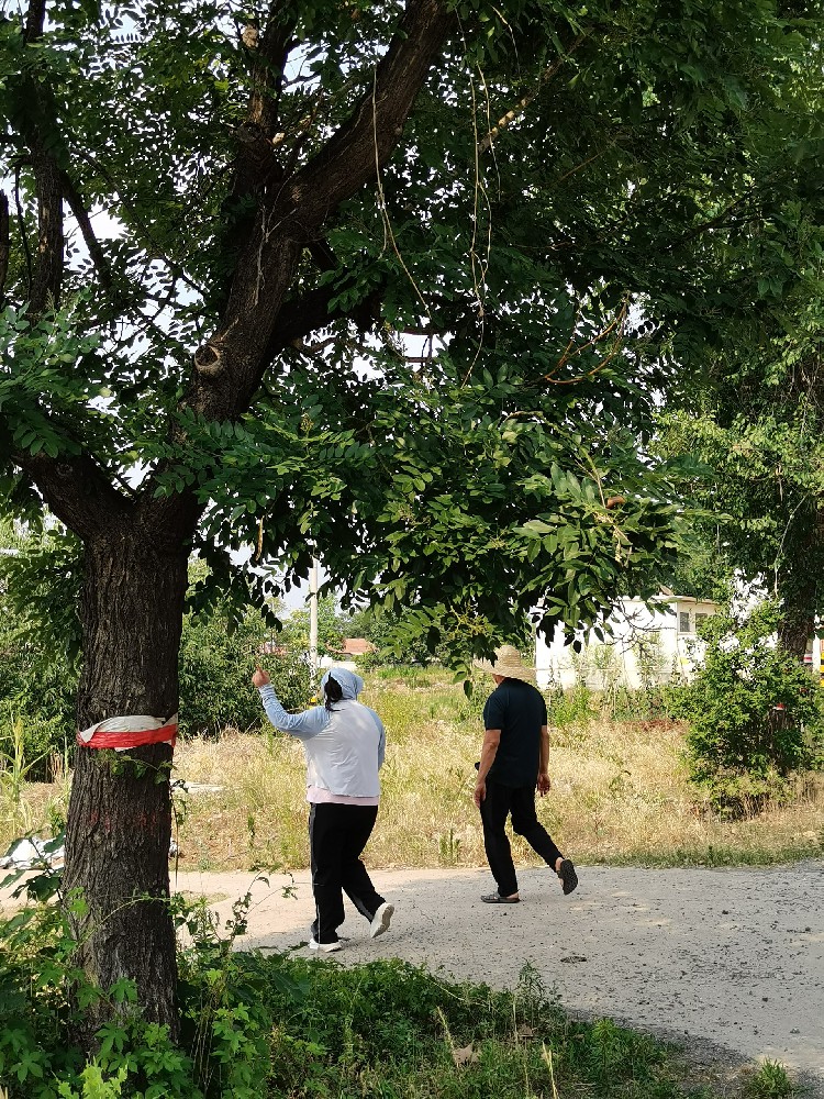 枣庄市市中区西王庄村项目正在举行现场调研